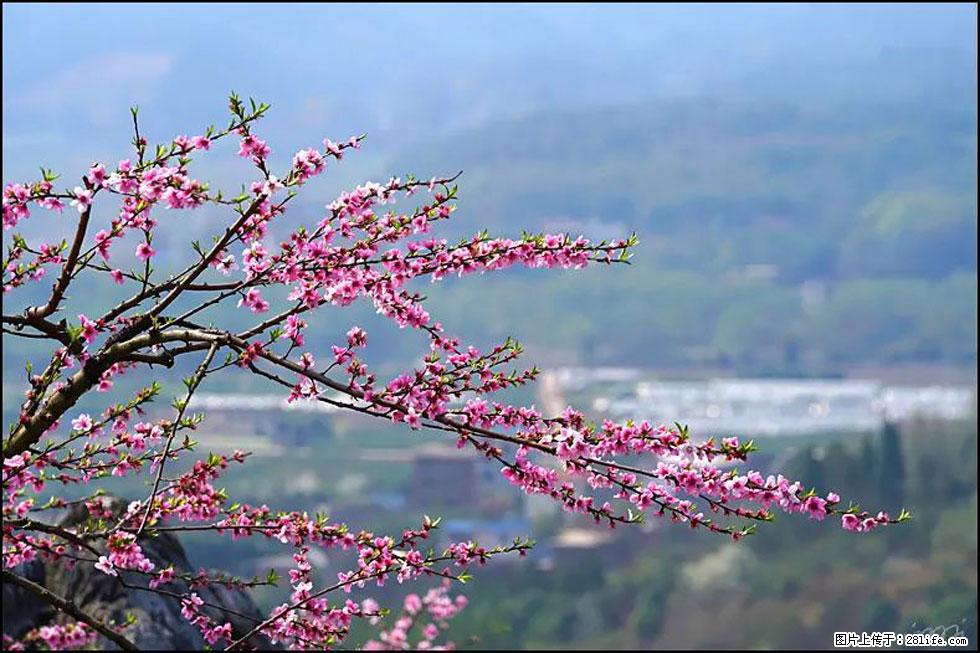 【春天，广西桂林灌阳县向您发出邀请！】望月岭上桃花开 - 游山玩水 - 克拉玛依生活社区 - 克拉玛依28生活网 klmy.28life.com