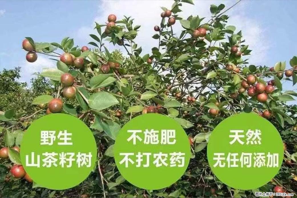 【灌阳县油茶产业示范区】一个有着充实的精神生活的人,对待身外之物自会有一种淡泊的态度 - 美食天地 - 克拉玛依生活社区 - 克拉玛依28生活网 klmy.28life.com