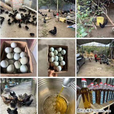 油茶园从小鸡仔开始养起的纯土鸡、土鸡蛋可以预定啦!还有前几天刚榨的纯山茶油哦 - 美食天地 - 克拉玛依生活社区 - 克拉玛依28生活网 klmy.28life.com