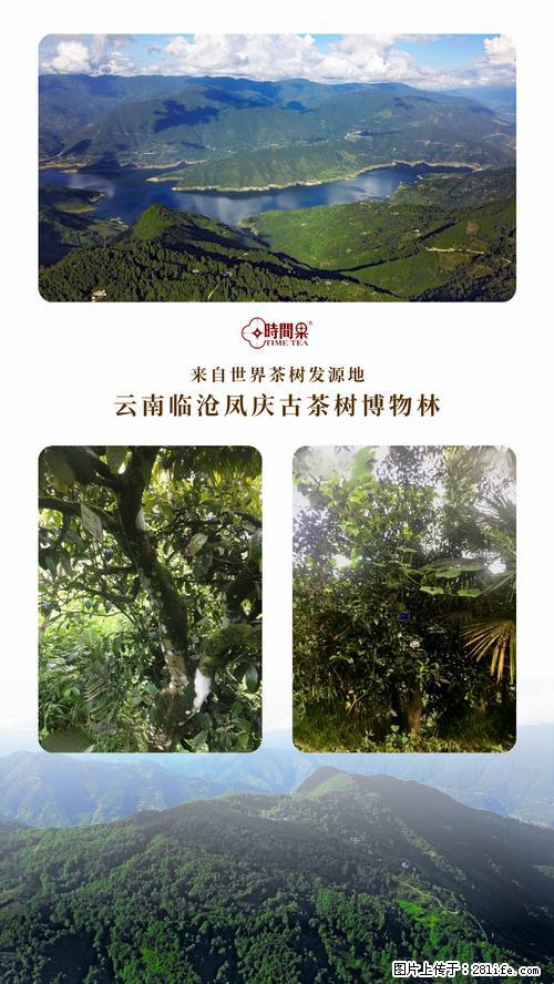 时间果百年古树2025年春红茶 - 购物交流 - 克拉玛依生活社区 - 克拉玛依28生活网 klmy.28life.com