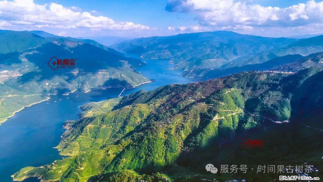 时间果百年古树龙珠普洱生茶 - 购物交流 - 克拉玛依生活社区 - 克拉玛依28生活网 klmy.28life.com