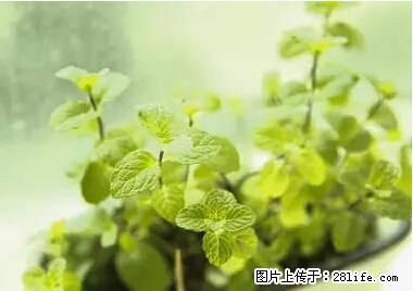晕车、脚气、牙齿变黄、皮肤粗糙?学会这些三分钟搞定! - 克拉玛依生活资讯 - 克拉玛依28生活网 klmy.28life.com