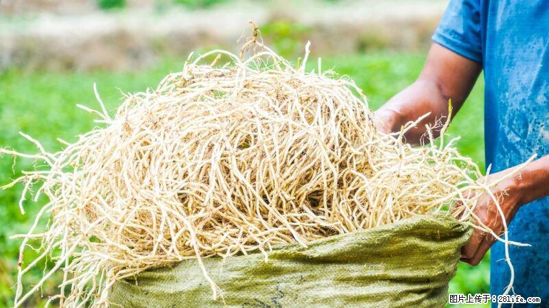 堪称“最难吃”的蔬菜,却是 “抗辐射神器”,还能护肺、清热、止咳化痰! - 克拉玛依生活资讯 - 克拉玛依28生活网 klmy.28life.com