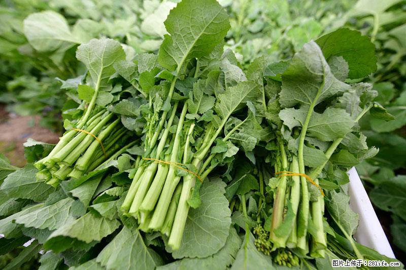 这些蔬菜是“天然钙片”，这6种被医生重点推荐 - 克拉玛依生活资讯 - 克拉玛依28生活网 klmy.28life.com